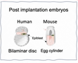 A. Surani - Human bilaminar disc, Mouse egg cylinder